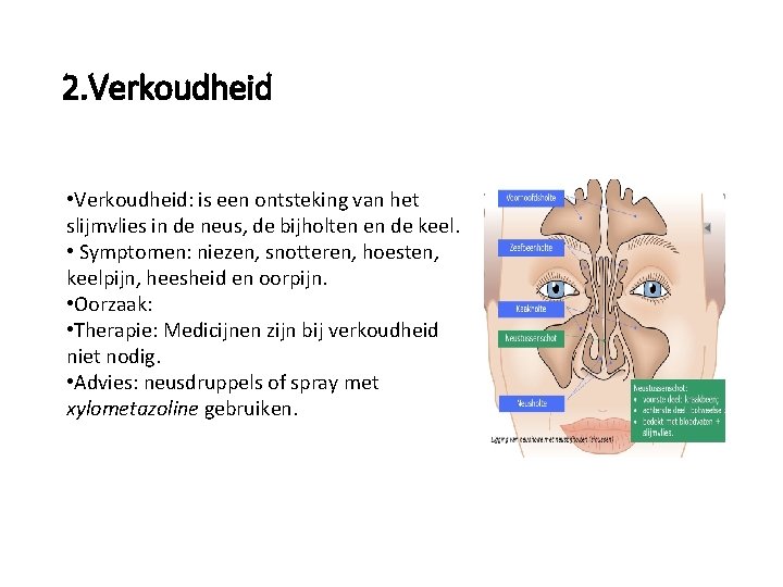 2. Verkoudheid • Verkoudheid: is een ontsteking van het slijmvlies in de neus, de