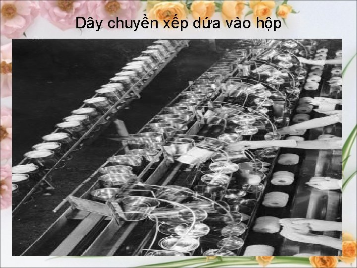 Dây chuyền xếp dứa vào hộp 