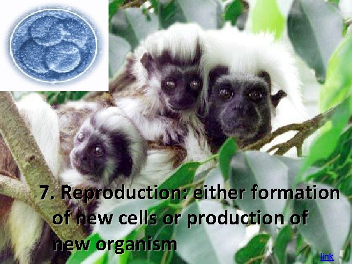 7. Reproduction: either formation of new cells or production of new organism link 