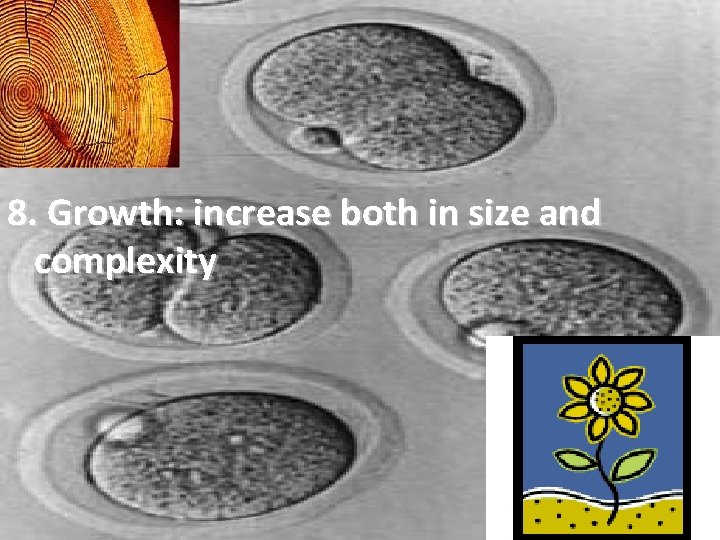 8. Growth: increase both in size and complexity 