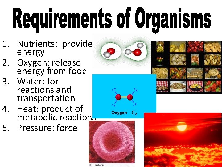 1. Nutrients: provide energy 2. Oxygen: release energy from food 3. Water: for reactions