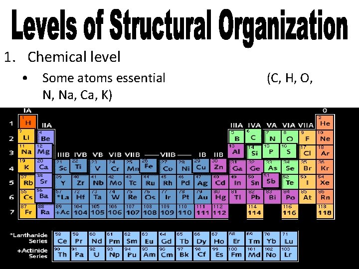 1. Chemical level • Some atoms essential N, Na, Ca, K) (C, H, O,