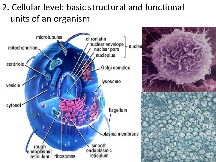 2. Cellular level: basic structural and functional units of an organism 