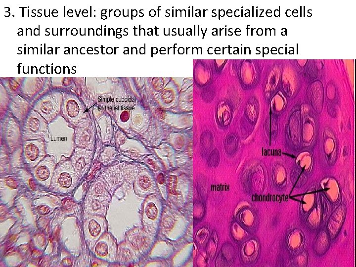 3. Tissue level: groups of similar specialized cells and surroundings that usually arise from