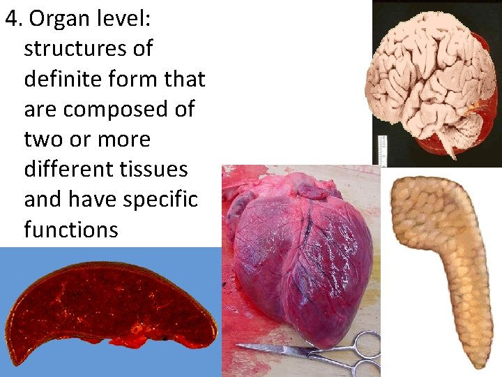 4. Organ level: structures of definite form that are composed of two or more