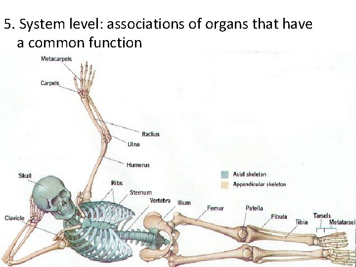 5. System level: associations of organs that have a common function 