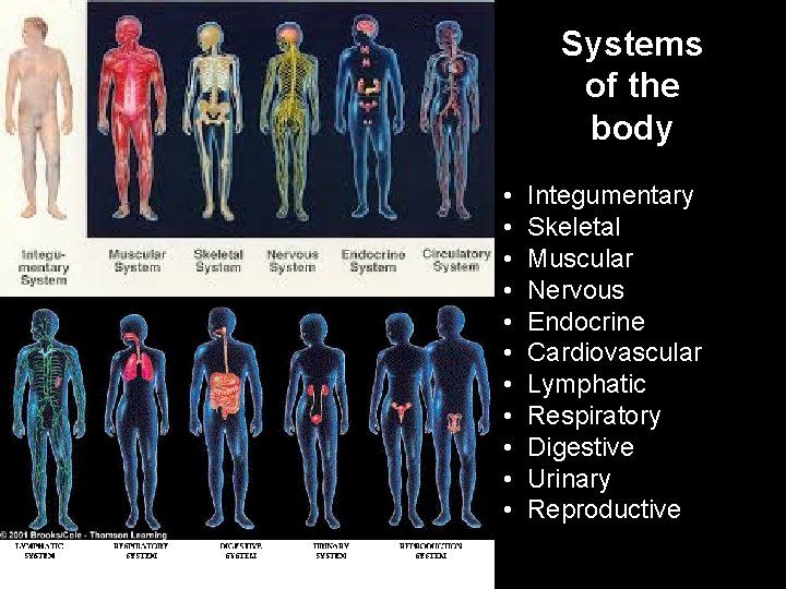 Systems of the body • • • Integumentary Skeletal Muscular Nervous Endocrine Cardiovascular Lymphatic