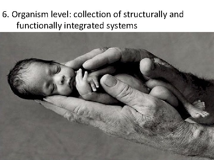 6. Organism level: collection of structurally and functionally integrated systems 