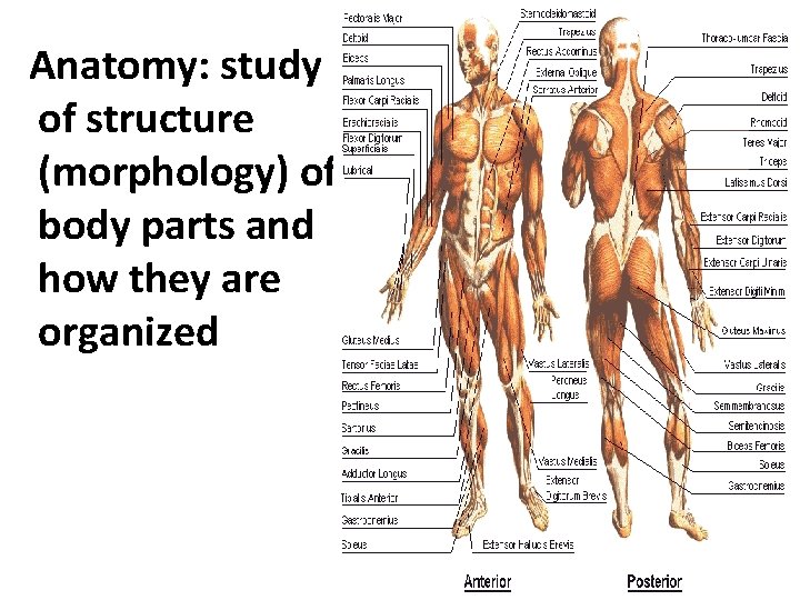 Anatomy: study of structure (morphology) of body parts and how they are organized 