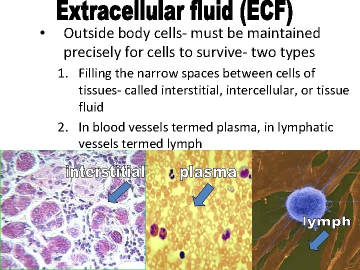  • Outside body cells- must be maintained precisely for cells to survive- two