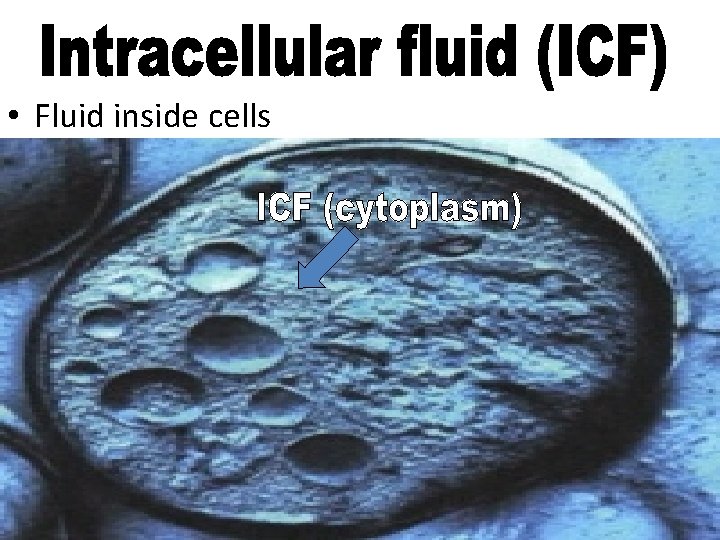  • Fluid inside cells 