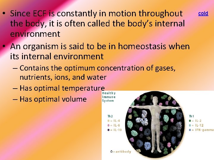  • Since ECF is constantly in motion throughout the body, it is often