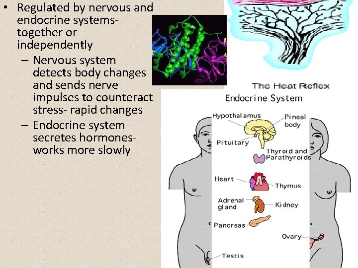  • Regulated by nervous and endocrine systemstogether or independently – Nervous system detects