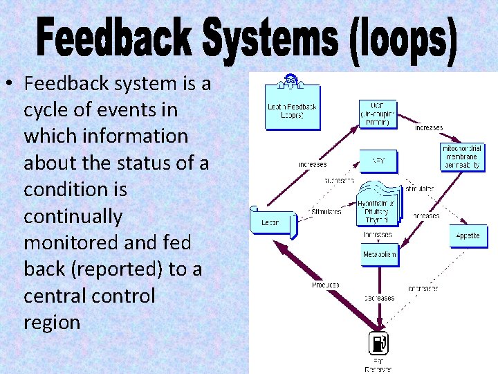  • Feedback system is a cycle of events in which information about the