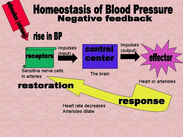 Impulses (output) Impulses (input) Sensitive nerve cells in arteries The brain Heart or arterioles