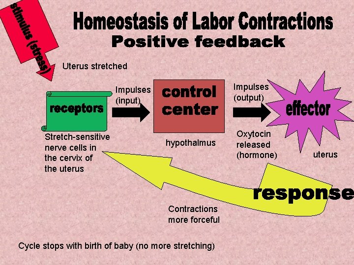 Uterus stretched Impulses (output) Impulses (input) Stretch-sensitive nerve cells in the cervix of the