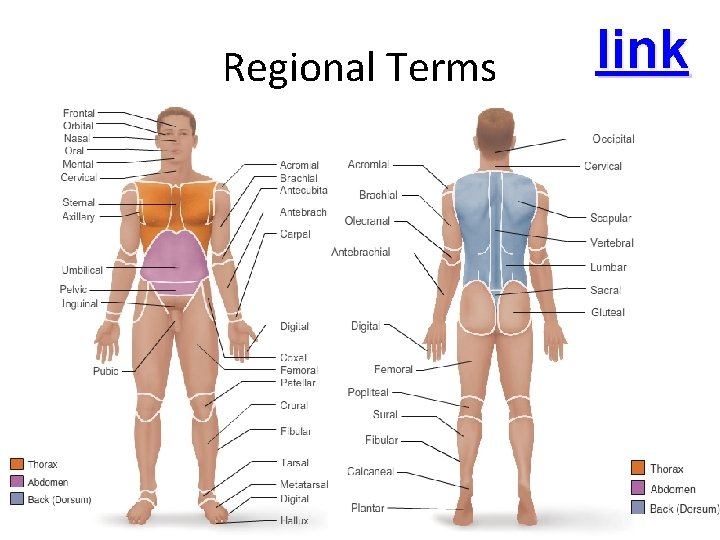 Regional Terms link 