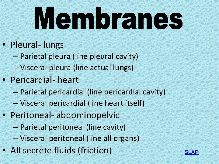  • Pleural- lungs – Parietal pleura (line pleural cavity) – Visceral pleura (line