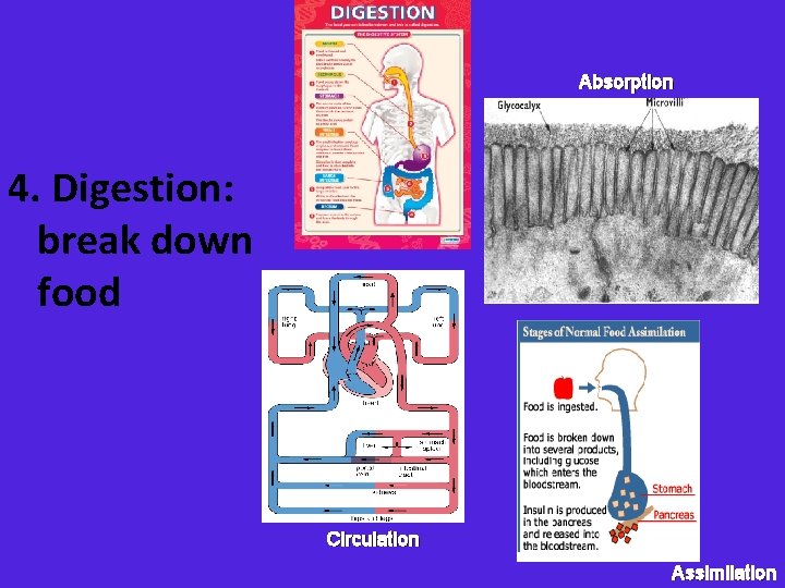 Absorption 4. Digestion: break down food Circulation Assimilation 