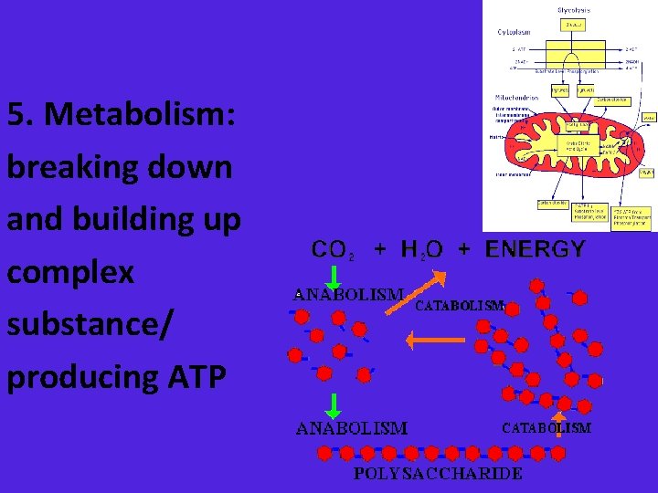 5. Metabolism: breaking down and building up complex substance/ producing ATP 