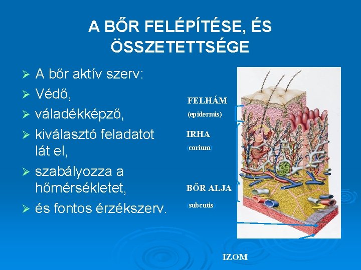 A BŐR FELÉPÍTÉSE, ÉS ÖSSZETETTSÉGE A bőr aktív szerv: Ø Védő, Ø váladékképző, Ø