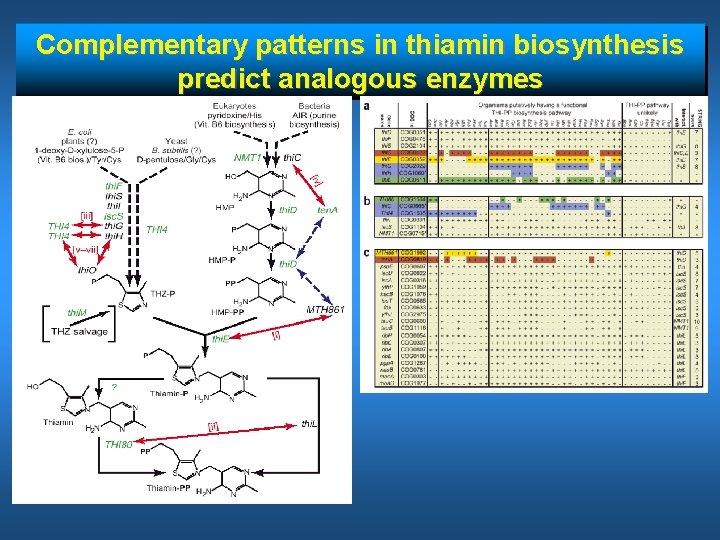 Complementary patterns in thiamin biosynthesis predict analogous enzymes 