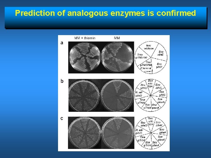 Prediction of analogous enzymes is confirmed 