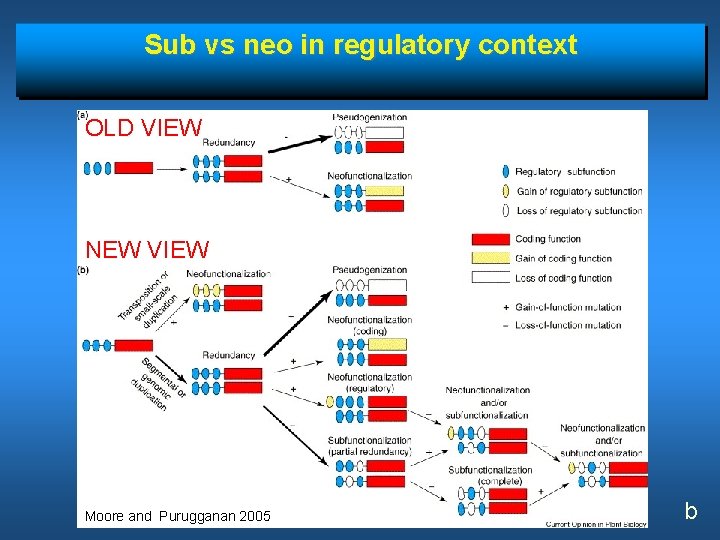 Sub vs neo in regulatory context OLD VIEW NEW VIEW Moore and Purugganan 2005