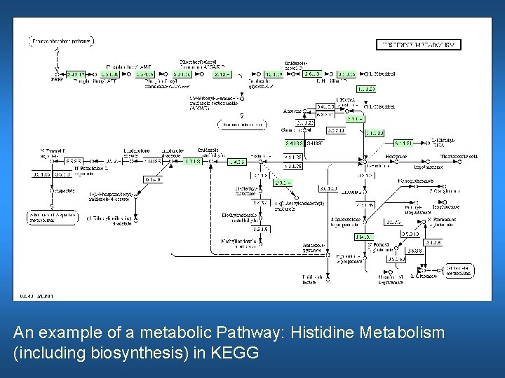 An example of a metabolic Pathway: Histidine Metabolism (including biosynthesis) in KEGG 