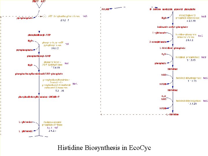 Histidine Biosynthesis in Eco. Cyc 