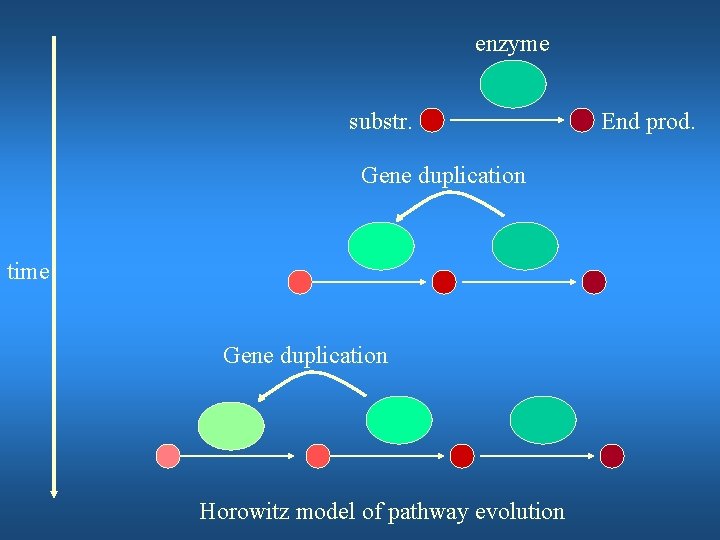 enzyme substr. Gene duplication time Gene duplication Horowitz model of pathway evolution End prod.
