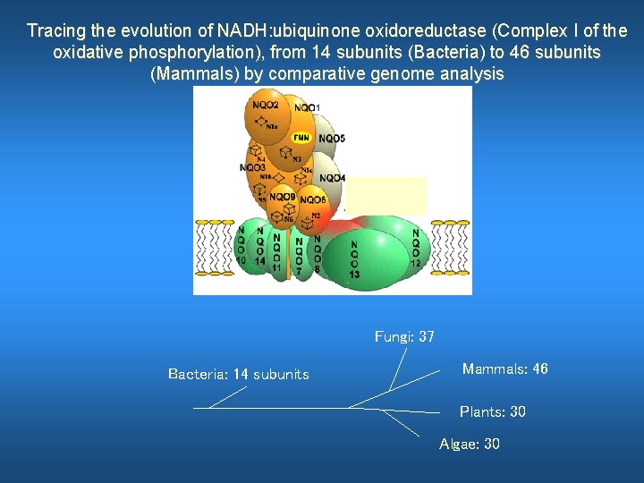 Tracing the evolution of NADH: ubiquinone oxidoreductase (Complex I of the oxidative phosphorylation), from