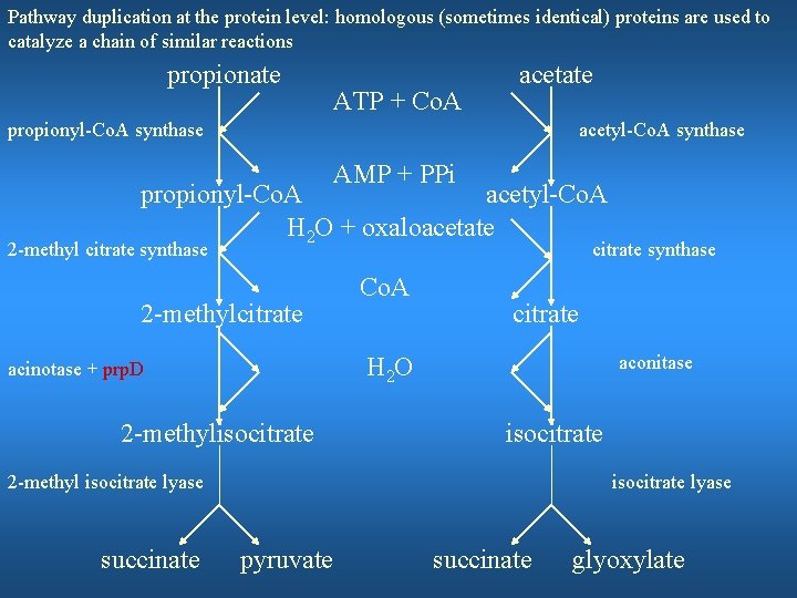 Pathway duplication at the protein level: homologous (sometimes identical) proteins are used to catalyze