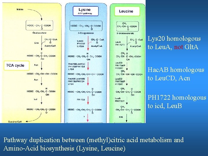 Lys 20 homologous to Leu. A, not Glt. A Hac. AB homologous to Leu.
