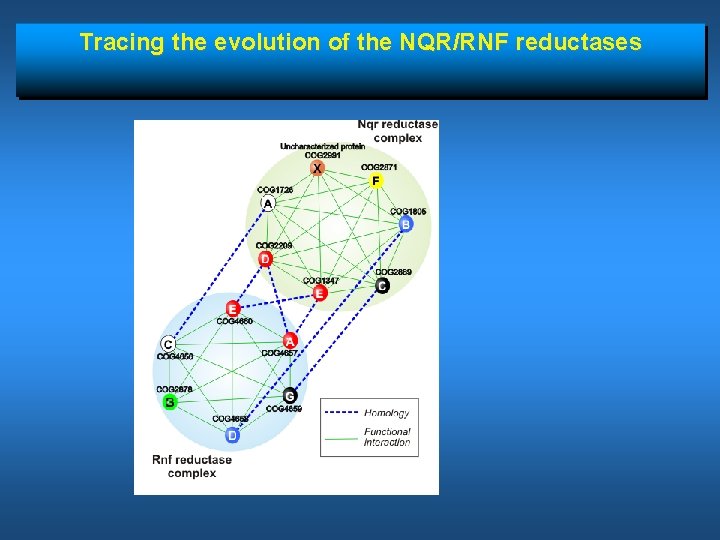 Tracing the evolution of the NQR/RNF reductases 