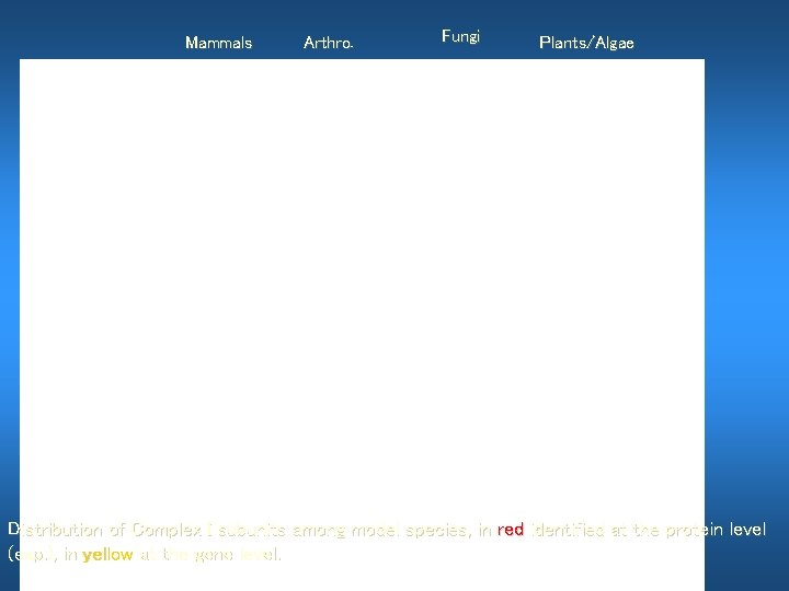 Mammals Arthro. Fungi Plants/Algae Distribution of Complex I subunits among model species, in red