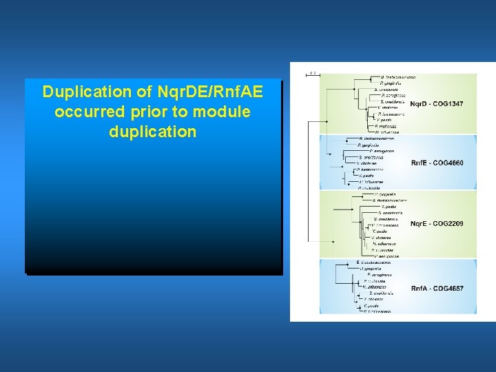 Duplication of Nqr. DE/Rnf. AE occurred prior to module duplication 