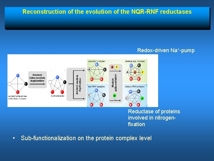 Reconstruction of the evolution of the NQR-RNF reductases Redox-driven Na+-pump Reductase of proteins involved