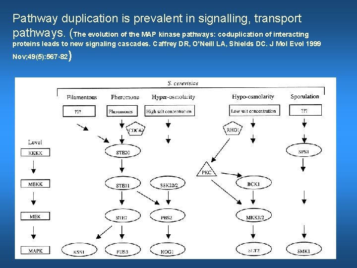 Pathway duplication is prevalent in signalling, transport pathways. (The evolution of the MAP kinase