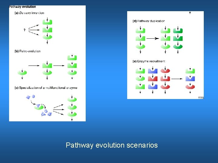 Pathway evolution scenarios 