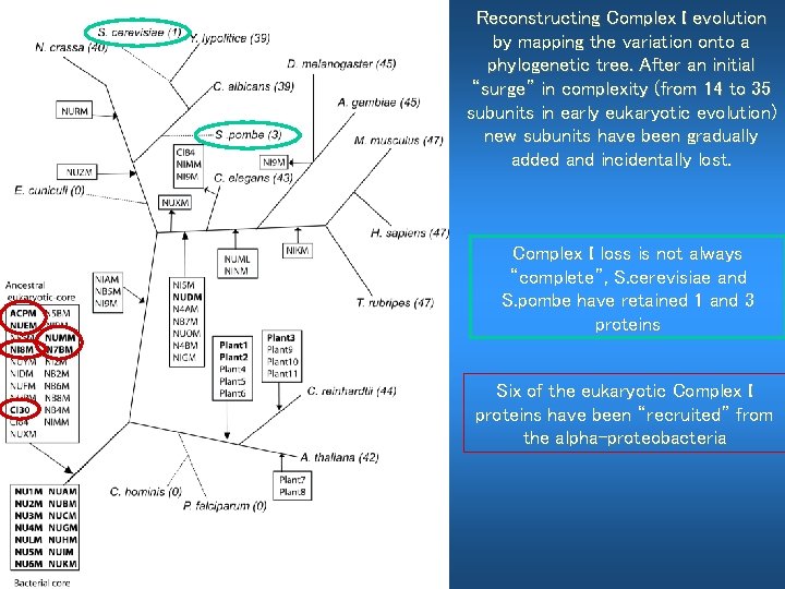Reconstructing Complex I evolution by mapping the variation onto a phylogenetic tree. After an