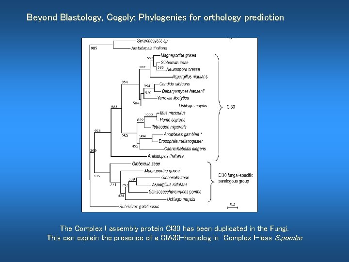 Beyond Blastology, Cogoly: Phylogenies for orthology prediction The Complex I assembly protein CI 30