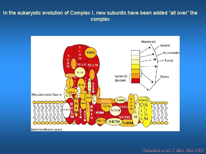 In the eukaryotic evolution of Complex I, new subunits have been added “all over”