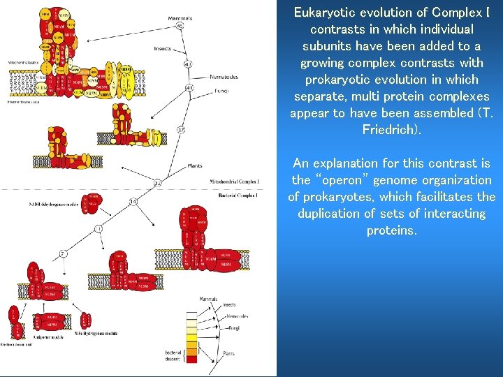 Eukaryotic evolution of Complex I contrasts in which individual subunits have been added to