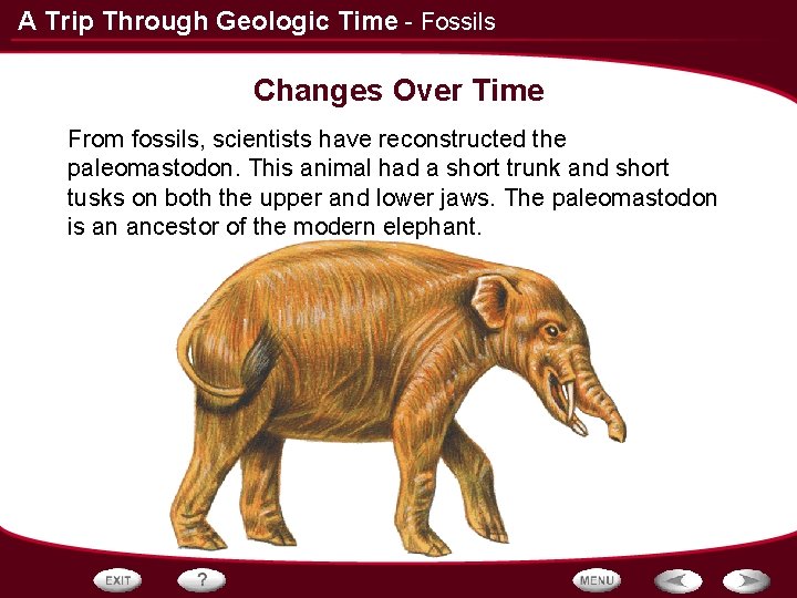 A Trip Through Geologic Time - Fossils Changes Over Time From fossils, scientists have
