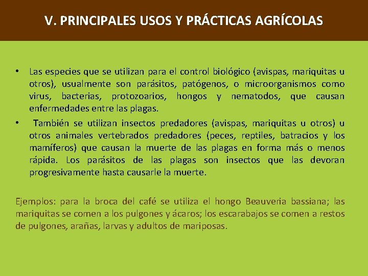 V. PRINCIPALES USOS Y PRÁCTICAS AGRÍCOLAS • Las especies que se utilizan para el
