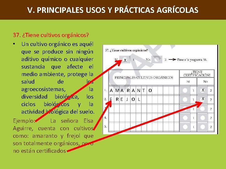 V. PRINCIPALES USOS Y PRÁCTICAS AGRÍCOLAS 37. ¿Tiene cultivos orgánicos? • Un cultivo orgánico