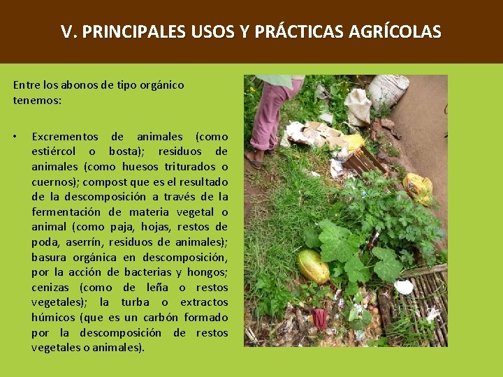 V. PRINCIPALES USOS Y PRÁCTICAS AGRÍCOLAS Entre los abonos de tipo orgánico tenemos: •