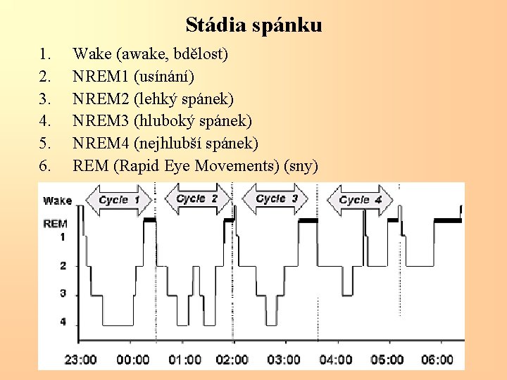 Stádia spánku 1. 2. 3. 4. 5. 6. Wake (awake, bdělost) NREM 1 (usínání)