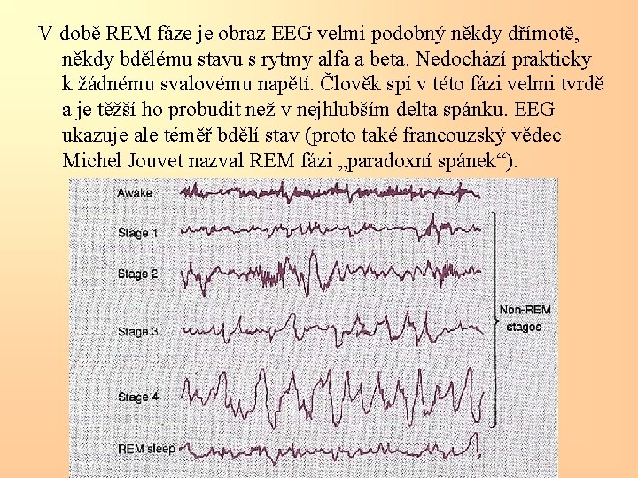 V době REM fáze je obraz EEG velmi podobný někdy dřímotě, někdy bdělému stavu